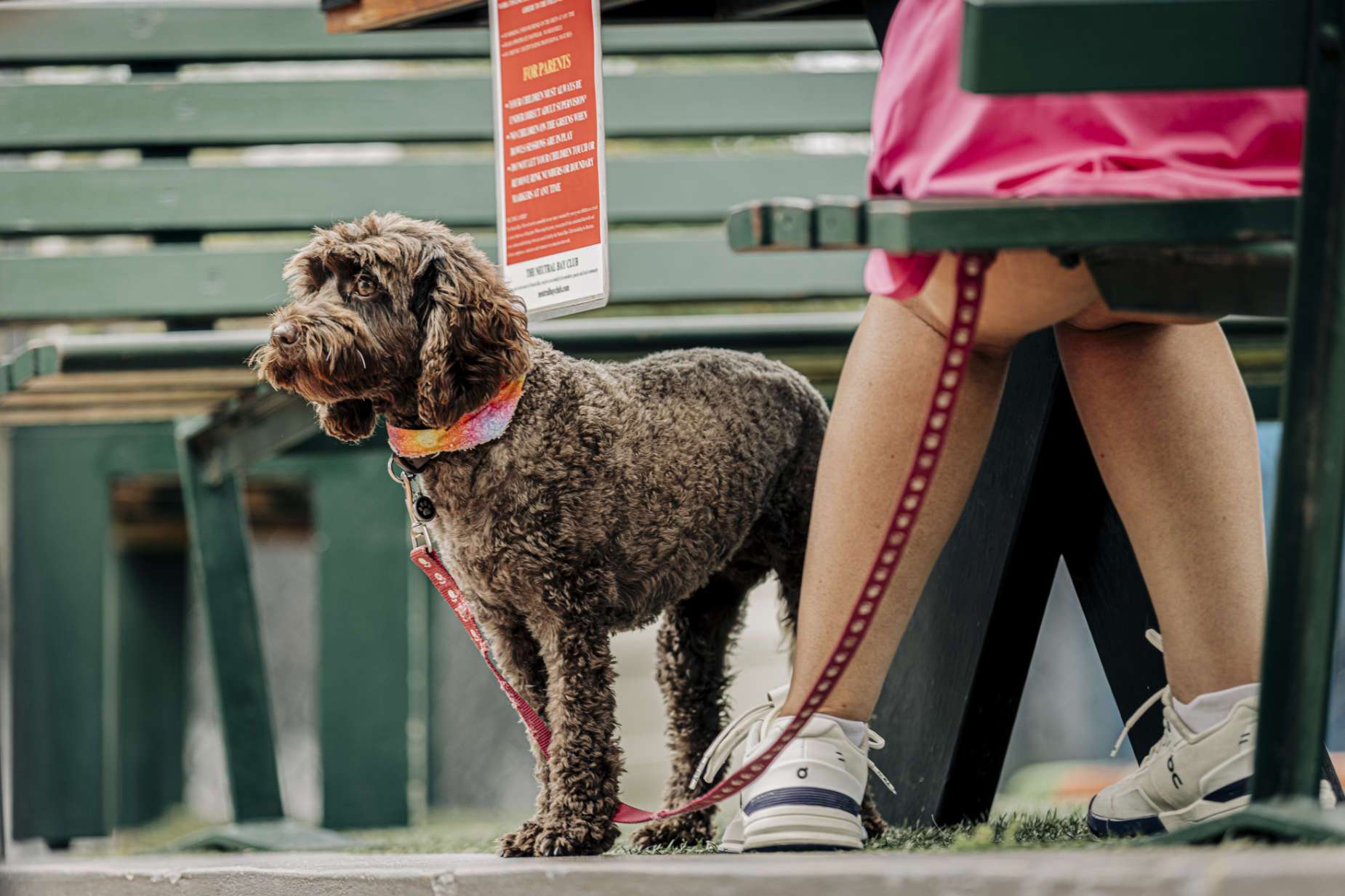 Dogs at The Neutral Bay Club